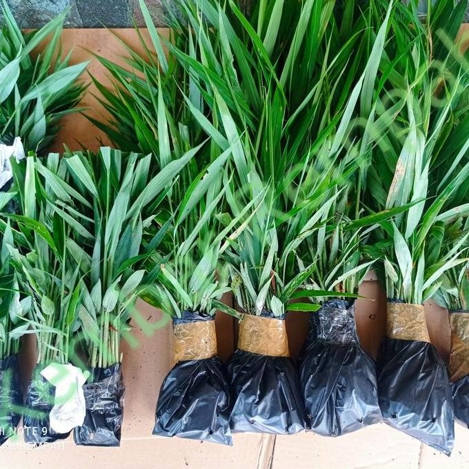 

Terlaris Bibit Jahe Merah Super Unggul Siap Tanam