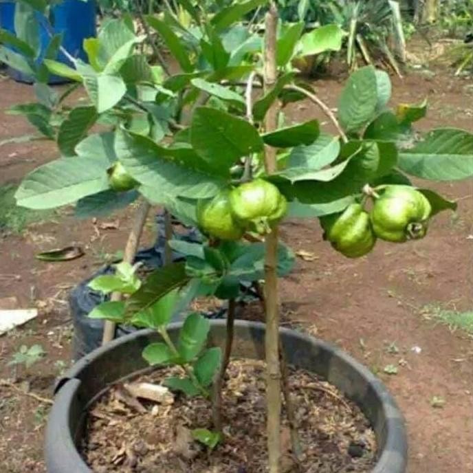 

Terlaris Bibit Jambu Kristal Bibit Jambu Kristal Berbuah Murah Tambulapot