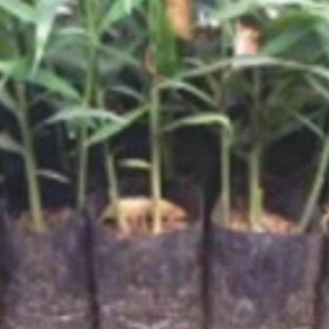 

Terlaris Paket 10 Bibit Jahe Merah Super By Argoplantbag