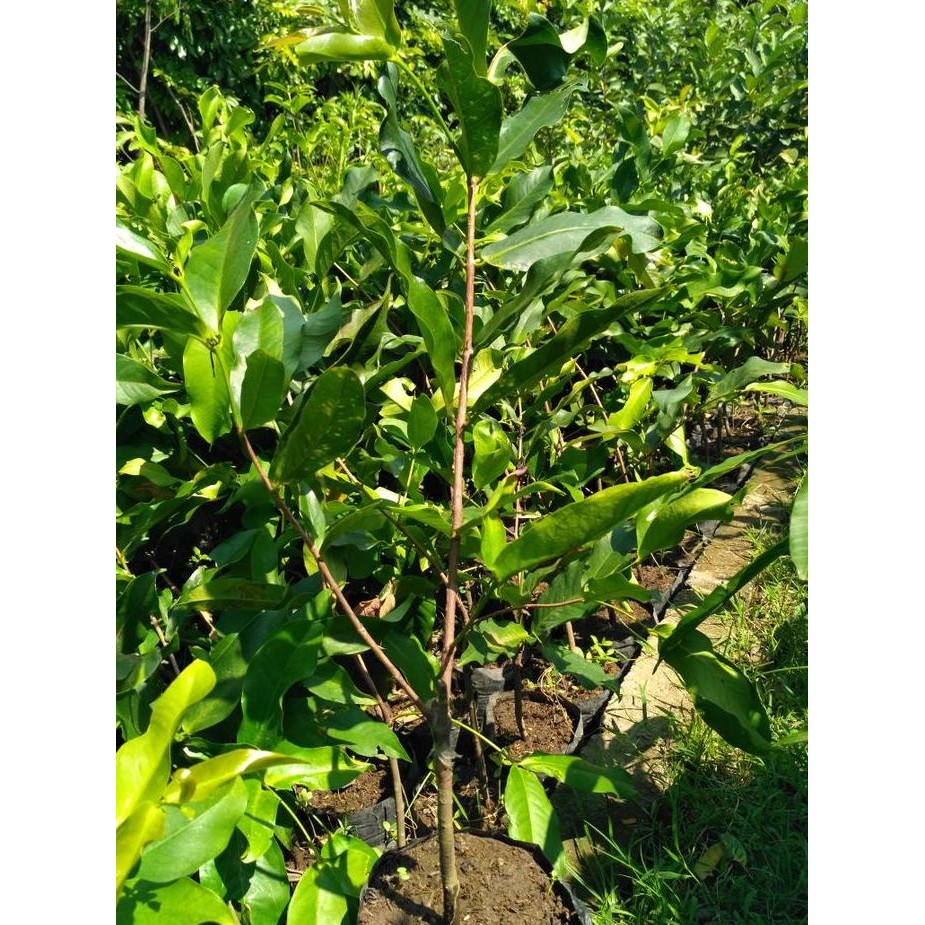 

Terlaris Bibit Jambu Dalhari