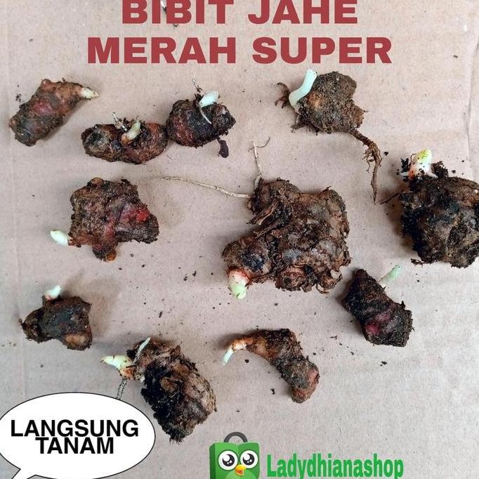 

Terlaris Siap Tanam Bibit Jahe Merah Super 1Kg