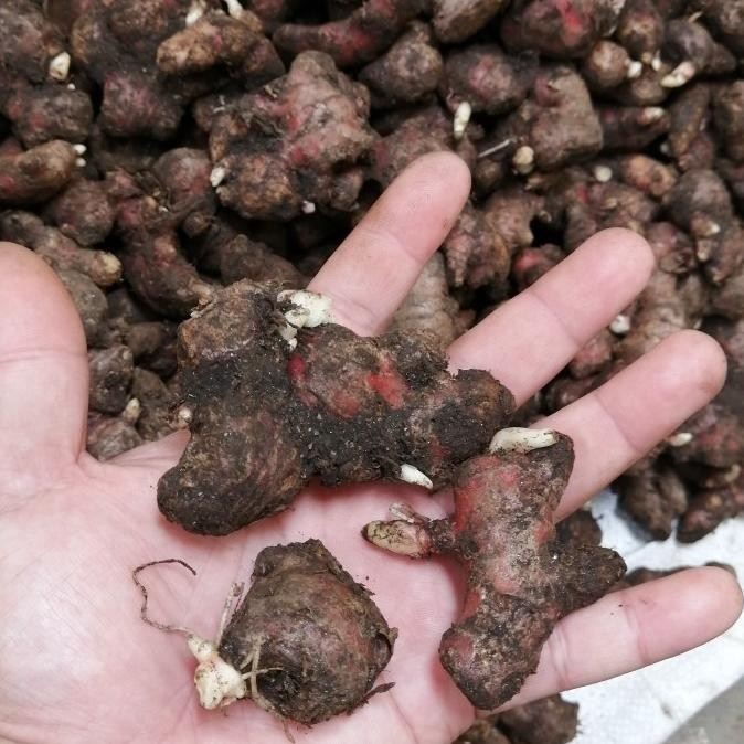 

Terlaris Bibit Jahe Merah Super 1 Kg, Tinggal Semai