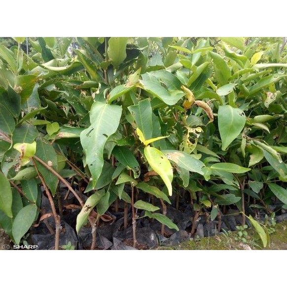 

Terlaris Bibit Jambu Air Bajang Leang
