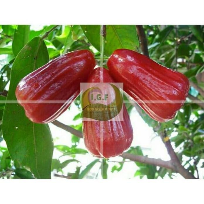

Terlaris Paket Isi 5 Bibit Jambu Air (Dalhari, Citra, Madu Deli, King Rose)