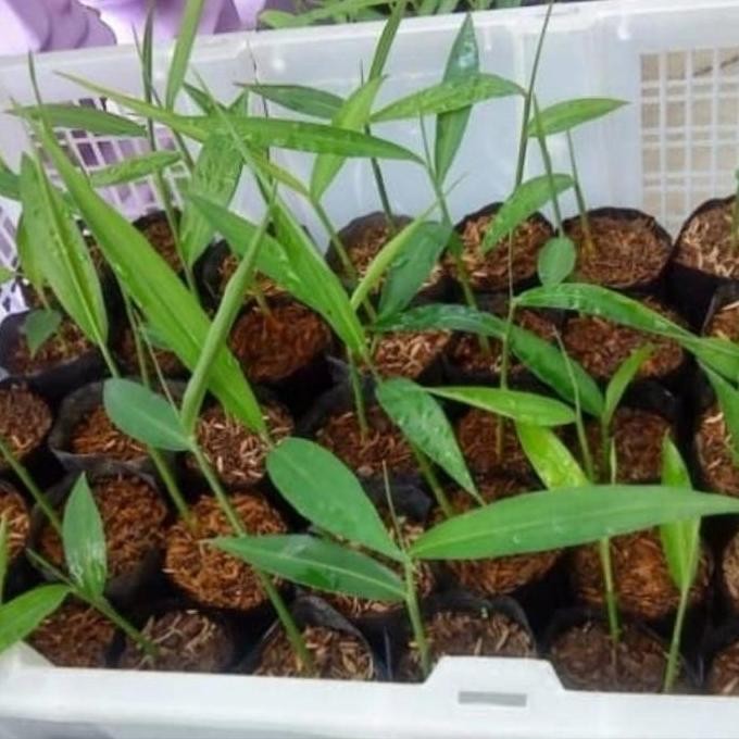 

Terlaris Bibit Jahe Emprit/Jahe Lokal Putih