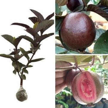 

Terlaris Bibit Jambu Ungu Australia / Jambu Kristal Ungu Cepat Berbuah Unggulan