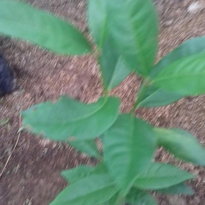 

Terlaris Bibit Tanaman Daun Salam Sayur