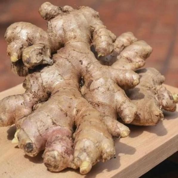 

Terlaris Umbi Bonggol Bibit Jahe Gajah