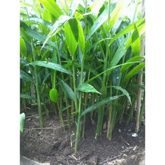 

Terlaris Bibit Tanaman Jahe Gajah Organik Pohon Tinggi 30Cm