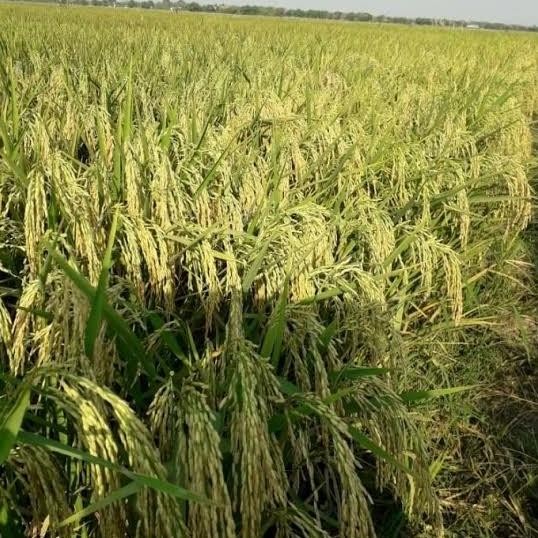 

Terlaris Bibit Padi Inpari 32 Benih