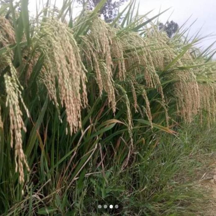 

Terlaris Benih Padi Sr V2 5Kg