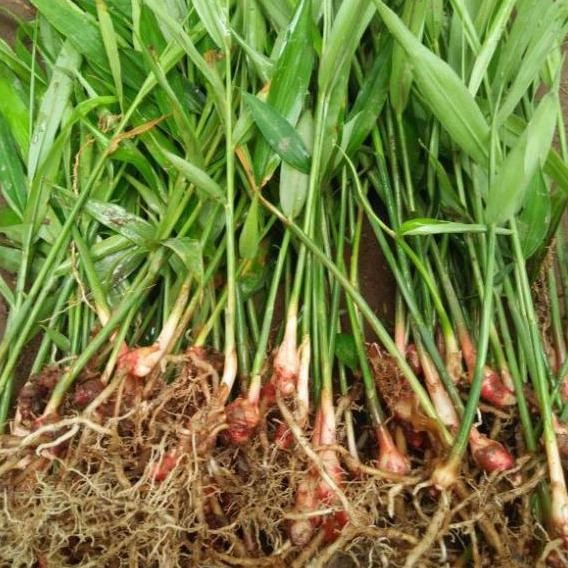 

Terlaris Bibit Jahe Merah Super & Unggul (Promo Beli 10 Dapat Bonus 1 Batang)