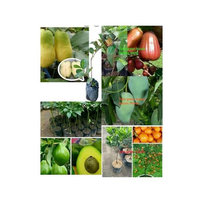 

Terlaris Paket 5 Bibit Buah(Jambu Farang, Bajang Leang, Alpukat, Mangga, Jeruk