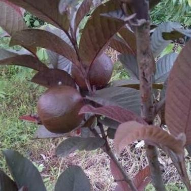 

Terlaris Bibit Buah Jambu Biji Super Merah - Tinggi 40Cm