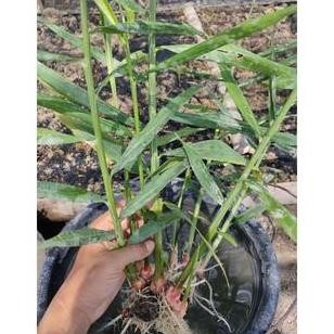 

Terlaris Bibit Pohon Jahe Merah Berkualitas Super