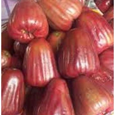 

Terlaris Bibit Jambu Air Dalhari Super Manis