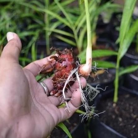 

Terlaris Bibit Tanaman Jahe Merah Bibit Jahe Merah