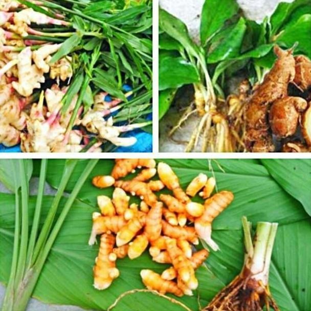 

Terlaris Paket Bibit 3 Buah Tanaman Jahe Tanaman Kencur Dan Kunyit Bibit Atz