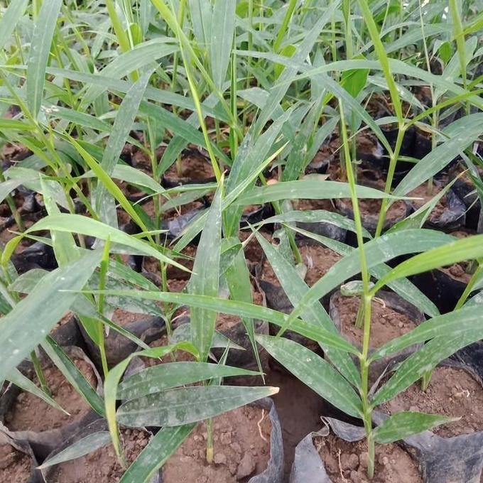 

Terlaris Bibit Jahe Merah Unggul Dan Berkuwalitas Siap Tanam.