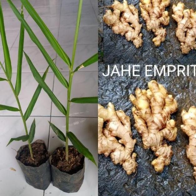 

Terlaris Bibit Tanaman Jahe Gajah Jahe Emprit