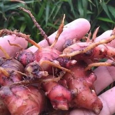 

Terlaris Bibit Pohon Tanaman Jahe Merah Super Murah Berkualitas