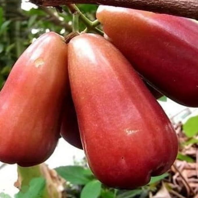 Terlaris Bibit Jambu Lilin Merah Okulasi