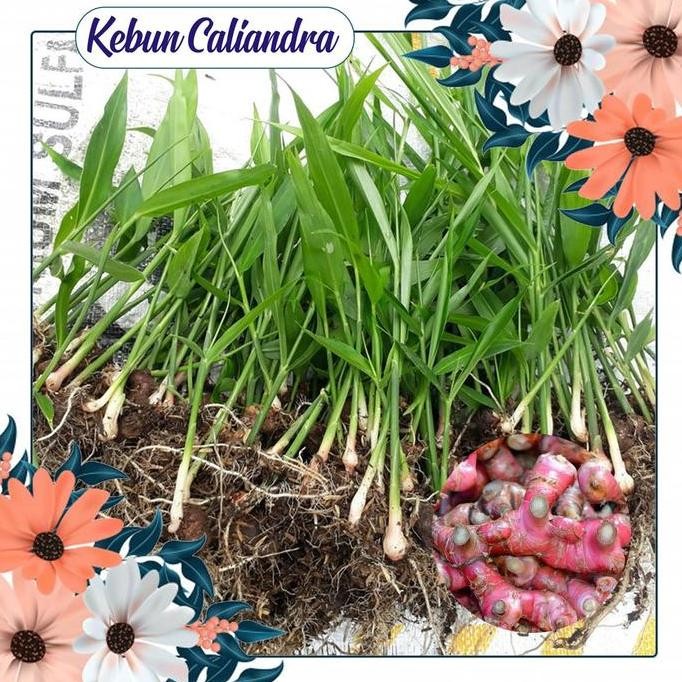 

Terlaris Kebun Kaliandra - Bibit Jahe Merah.