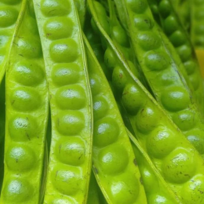 

Terlaris Pete/Petai Padi 20 Papan Lonjor Tua Super