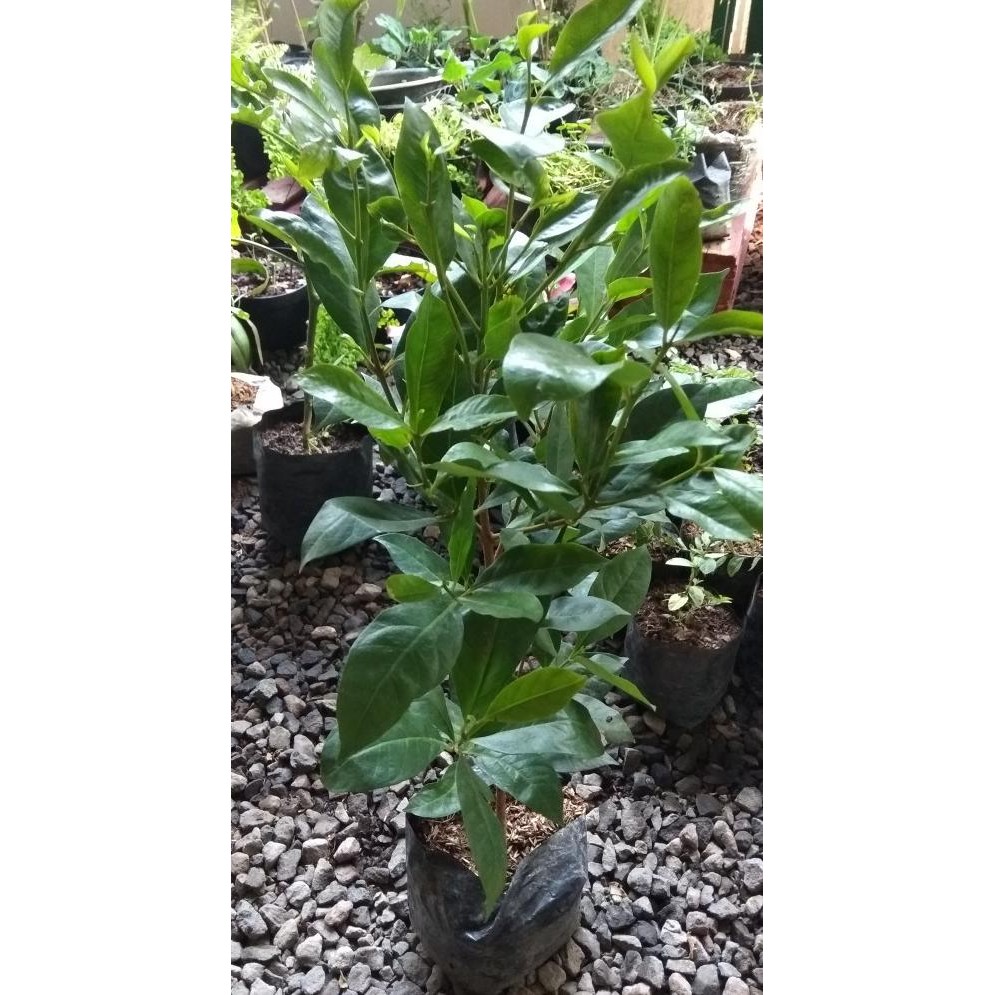 

Terlaris Pohon Salam/Tanaman Daun Salam/ Bibit Pohon Salam