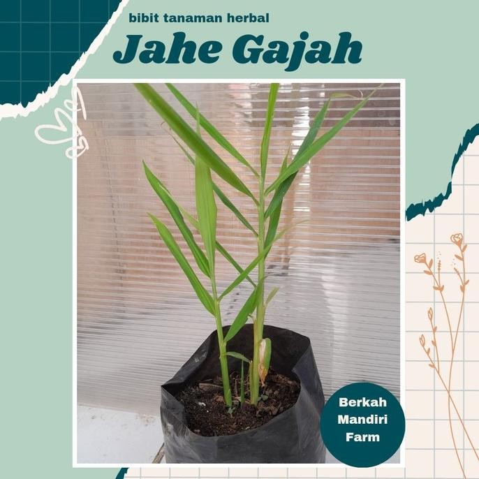 

Terlaris Jahe Gajah - Bibit Tanaman Herbal Jahe Gajah