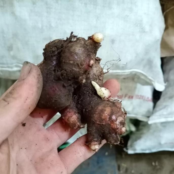 

Terlaris Baru! Bibit Jahe Merah Super Unggulan 1 Kg By Argoplantbag