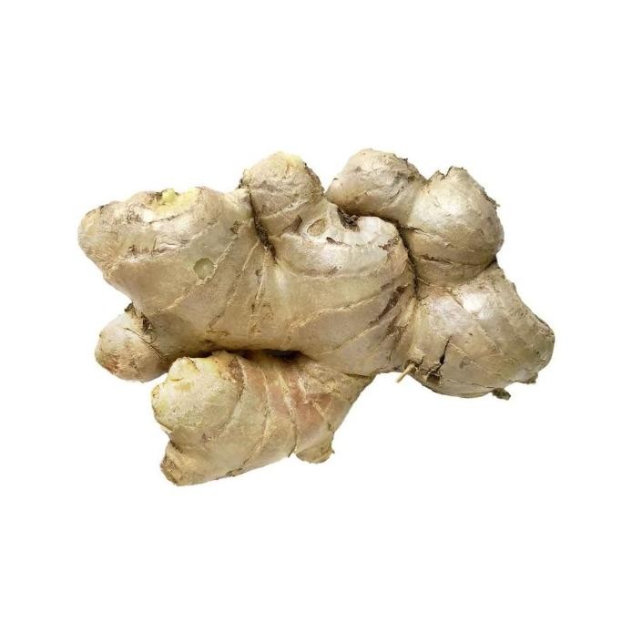 

Terlaris Kukuring Jahe Putih Besar 1 Kg - Jahe Gajah Segar - Bibit Jahe Gajah Murah