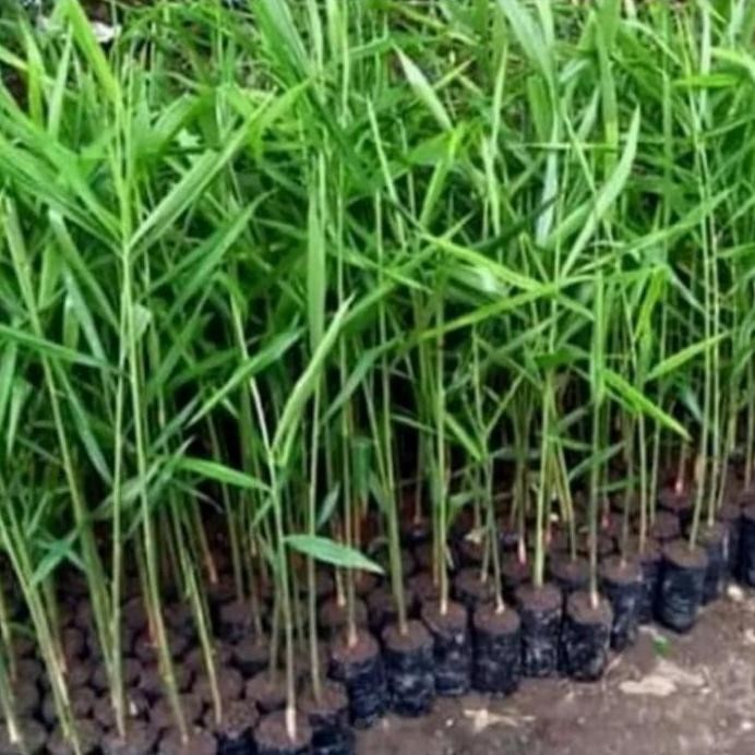 

Terlaris Bibit Pohon Jahe Merah Tinggi 20-30Cm Bibit Kwalitas Unggul
