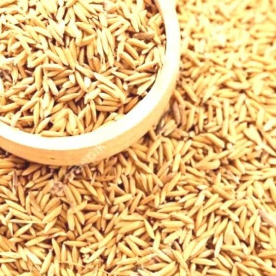 

Terlaris Padi Gabah,Padi Kering Utuh Untuk Pakan Burung,Kolase, Kerajinan,Murah