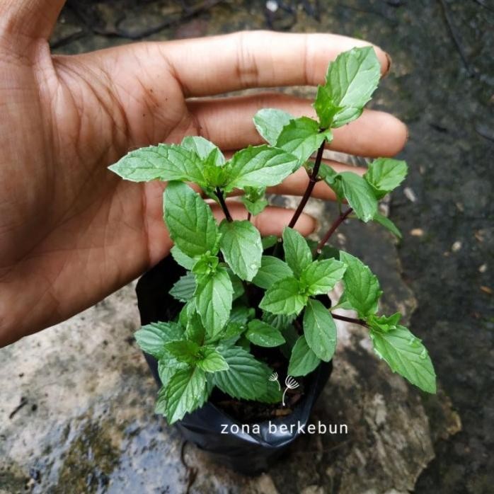 

Terlaris Tanaman Daun Mint Jenis Ginger Mint / Mint Jahe / Bibit Haybqg 5581Dy