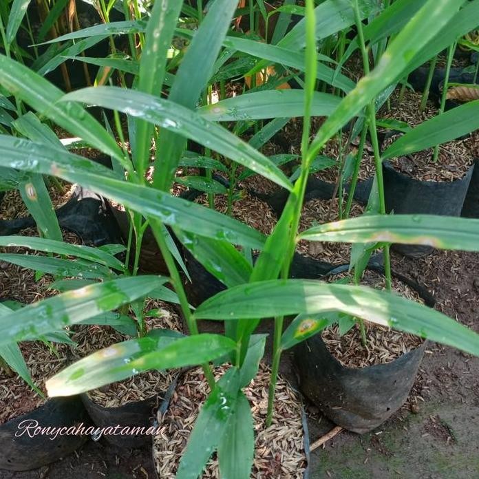 

Terlaris Tanaman Jahe Merah/Bibit Jahe Merah/Tanaman Herbal Jahe Merah