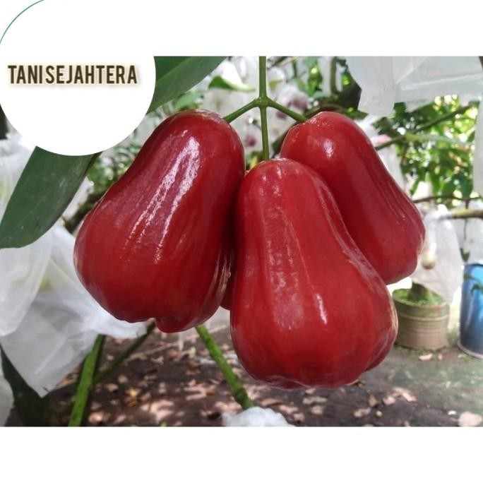 

Terlaris Bibit Jambu Air Tongsamsi Cepat Berbuah