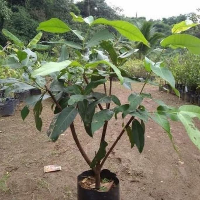 

Terlaris Bibit Pohon/Tanaman Buah Jambu Air Madu Deli/Rimbun/ Ber Azo
