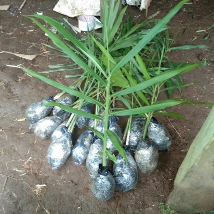 

Terlaris Bibit Tanaman Jahe Merah / Pohon Jahe Merah