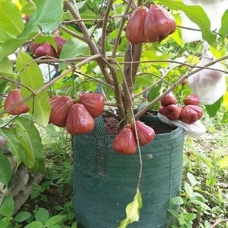 

Terlaris Pohon Sudah Berbuah Bibit Jambu Madu