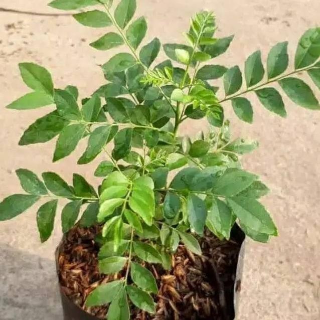 

Terlaris Bibit Pohon Salam Koja - Tanaman Herbal - Daun Kari