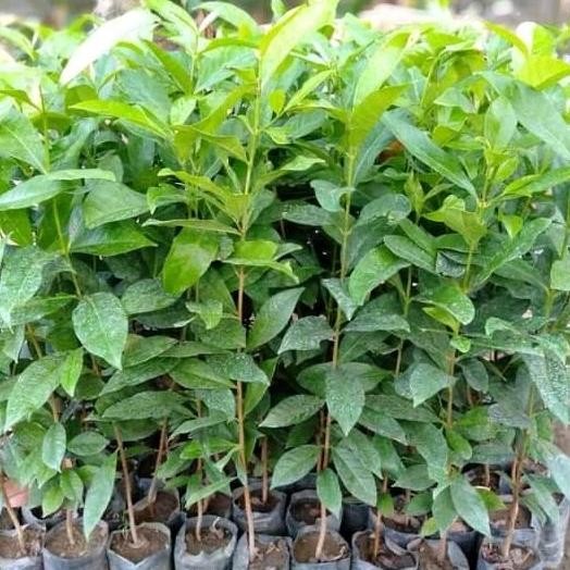 

Terlaris Bibit Tanaman Pohon Salam Bumbu Masak Bibit Daun Salam#Bibit_Unggul_Am