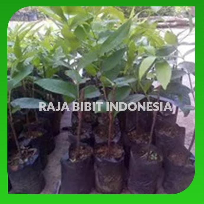 

Terlaris Bibit Jambu Air Madu Non Biji Stek Okulasai