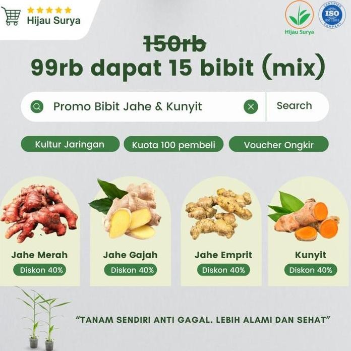 

Terlaris Original Paket Bibit Jahe Dan Kunyit Kultur Jaringan Hijau Surya Paket 15 Bibit