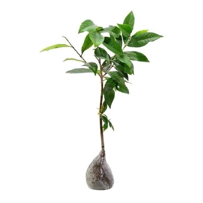 

Terlaris Bibit Tanaman Pohon Salam Bibit Salam Tumbuhan Pohon Hidup Daun Salam