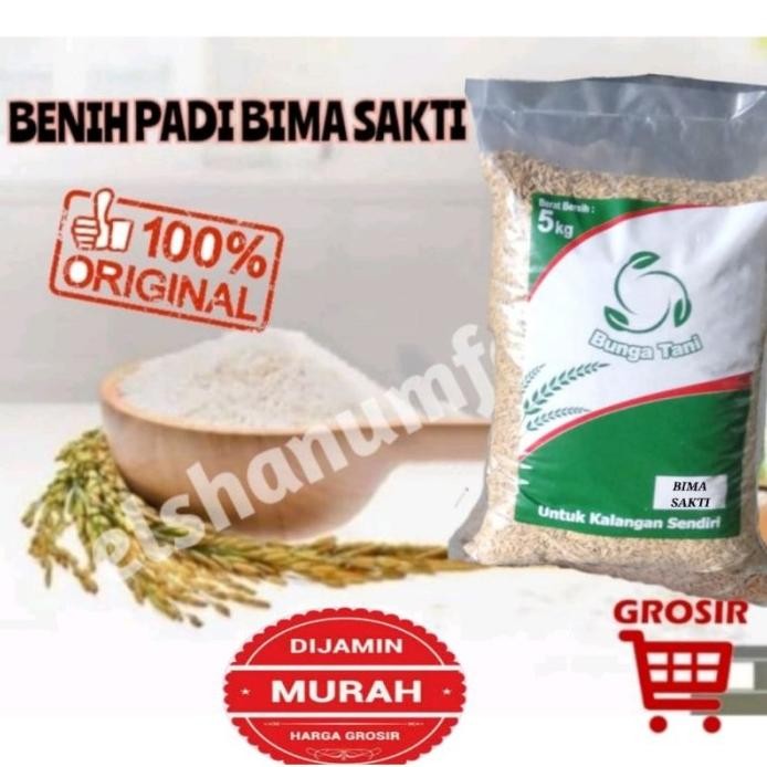 

Terlaris Benih Padi Galur Bima Sakti 5Kg Anti Burung (',')