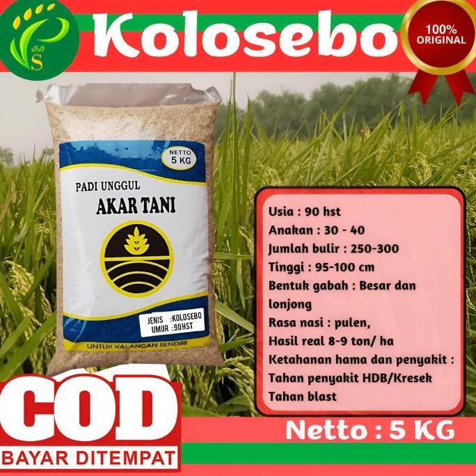 

Terlaris Benih Padi Unggul Kolosebo 5Kg