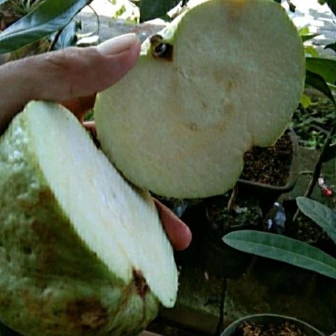 

Terlaris Bibit Pohon Jambu Biji Kristal Putih