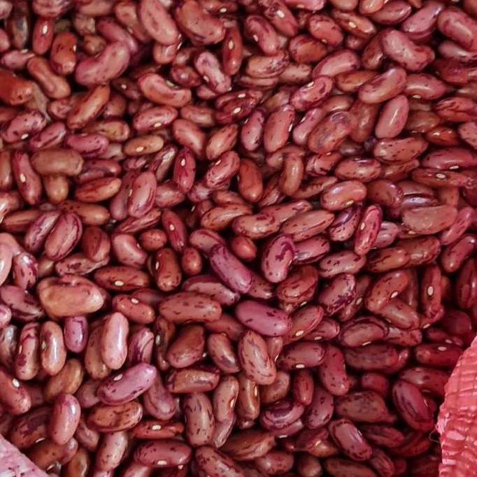 

Kacang Merah Kacang Jogo 1 Kg Ukuran Besar Premium Dijamin FRESH!!!