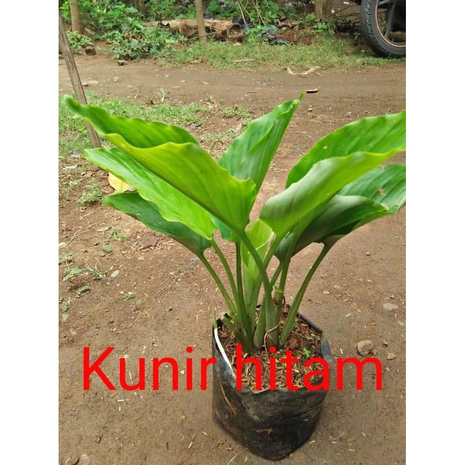 

Terlaris Bibit Tanaman Kunir/Kunyit Hitam - Banyak Di Cari